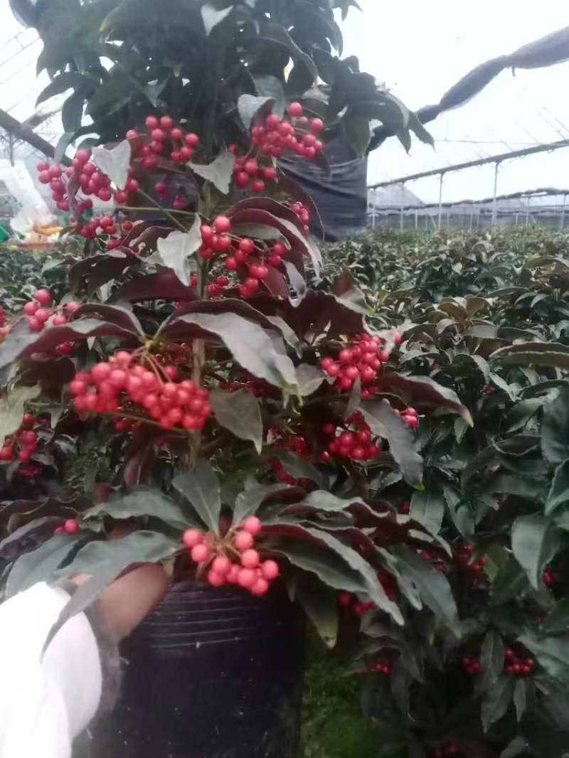 黄金万两富贵籽盆景带红果招财植物室内室外阳台办公室