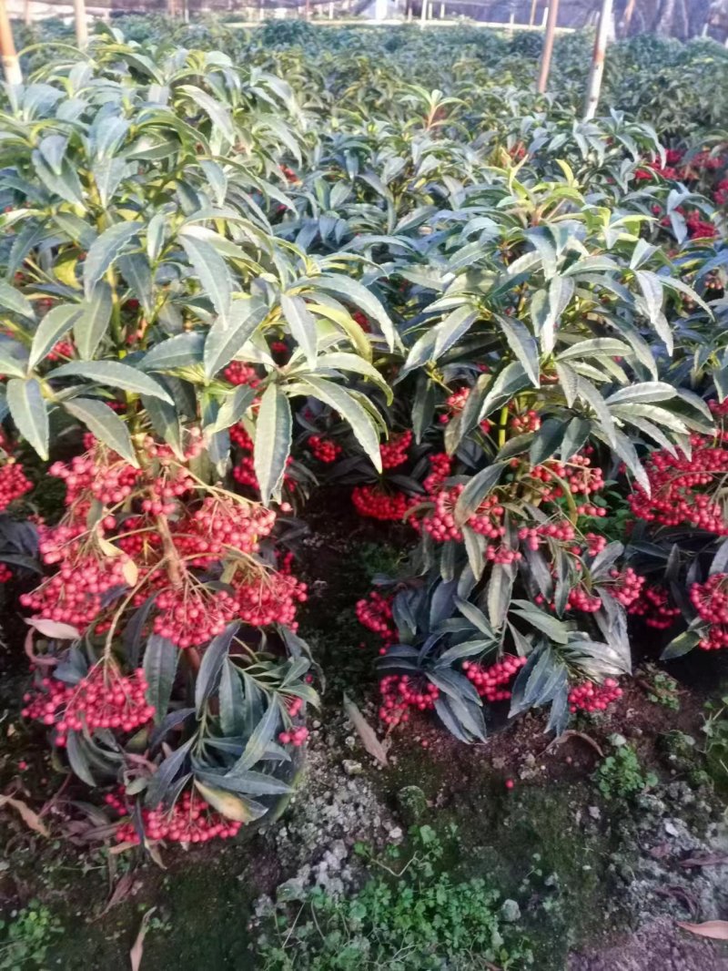 黄金万两富贵籽盆景带红果招财植物室内室外阳台办公室