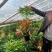 黄金万两富贵籽盆景带红果招财植物室内室外阳台办公室