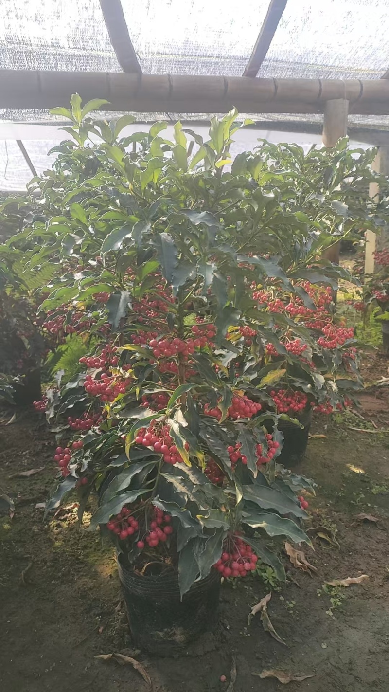 黄金万两富贵籽盆景带红果招财植物室内室外阳台办公室