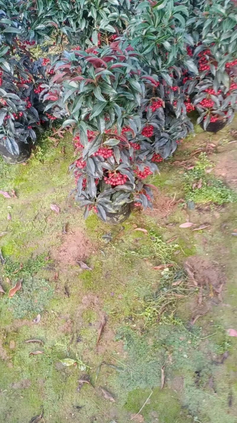 黄金万两富贵籽盆景带红果招财植物室内室外阳台办公室