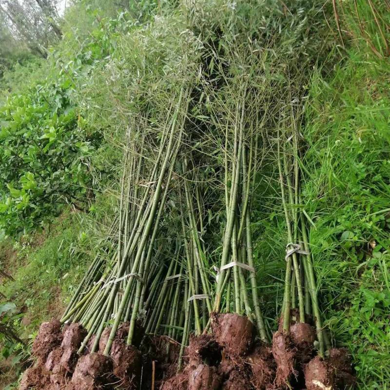 精品刚竹竹子量大价优现挖现发成活率高根系发达
