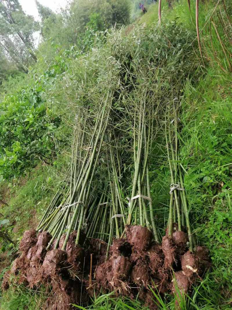 精品刚竹竹子量大价优现挖现发成活率高根系发达