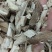 通关藤，通关散，大货丛优，批发零售，