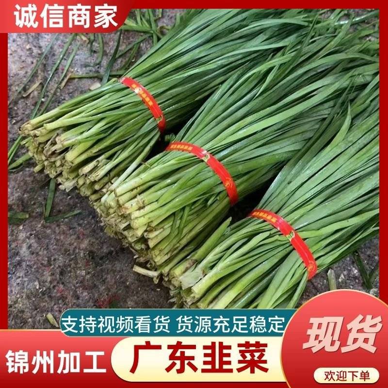 精品广东韭菜凌海精加工保质量包售后东西对得起价钱