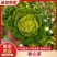 【推荐】产地直发.黄心乌，乌塌菜5-8公分一手货