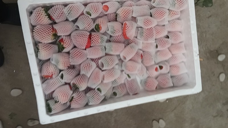 万亩草莓久香联盟天仙醉艳丽金刚货源稳定精品包装，供应全国