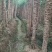 木格玻璃脆白玉甘蔗口感已达巅峰，可以大量上市了