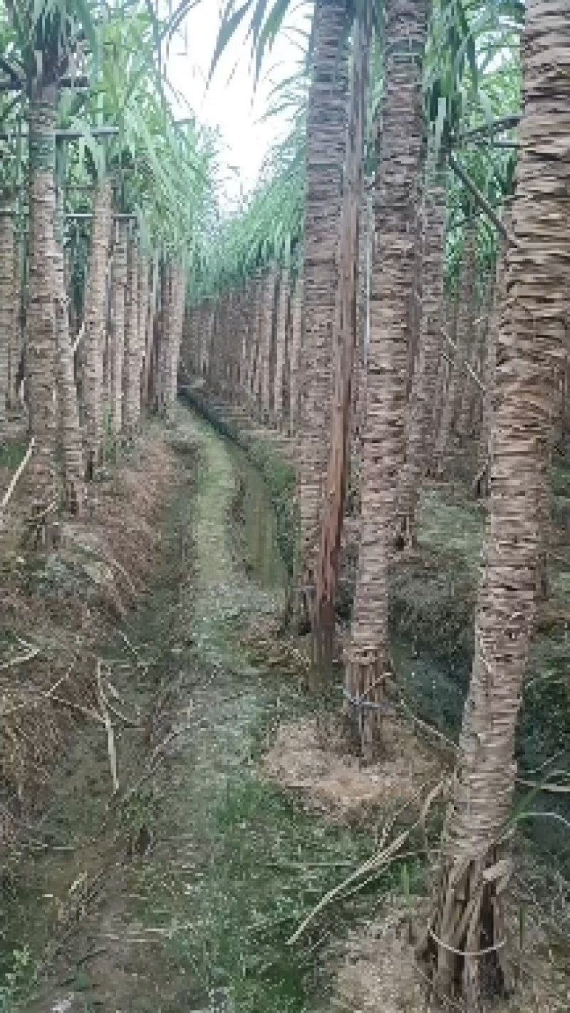 木格玻璃脆白玉甘蔗口感已达巅峰，可以大量上市了