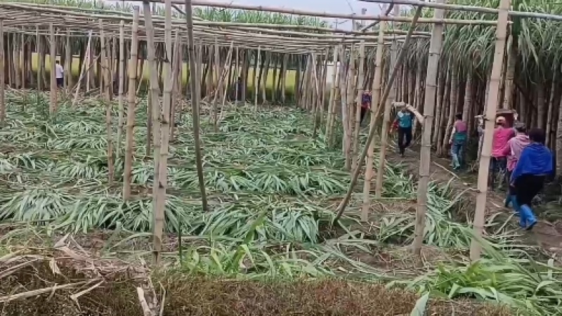 木格玻璃脆白玉甘蔗口感已达巅峰，可以大量上市了