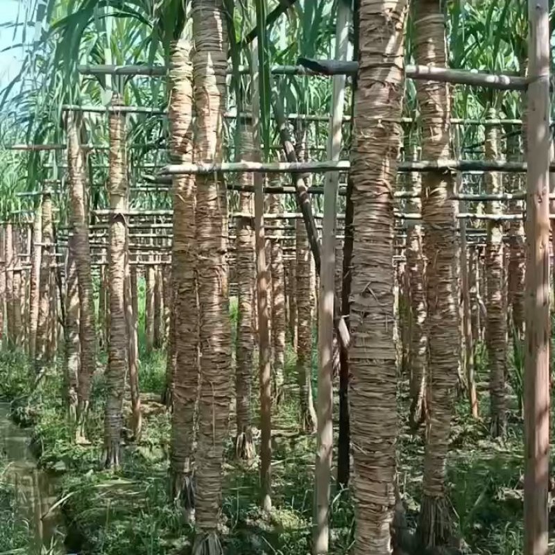 木格玻璃脆白玉甘蔗口感已达巅峰，可以大量上市了