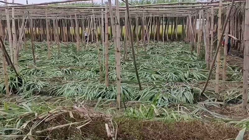 木格玻璃脆白玉甘蔗口感已达巅峰，可以大量上市了