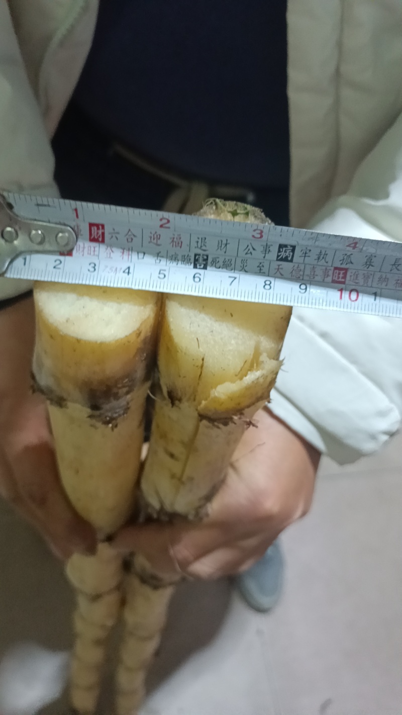 木格玻璃脆白玉甘蔗口感已达巅峰，可以大量上市了