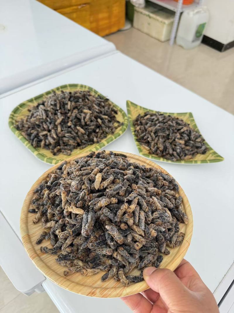 熟冻树蜂1-2-3-4级现货可视频看货，全国发货生冻