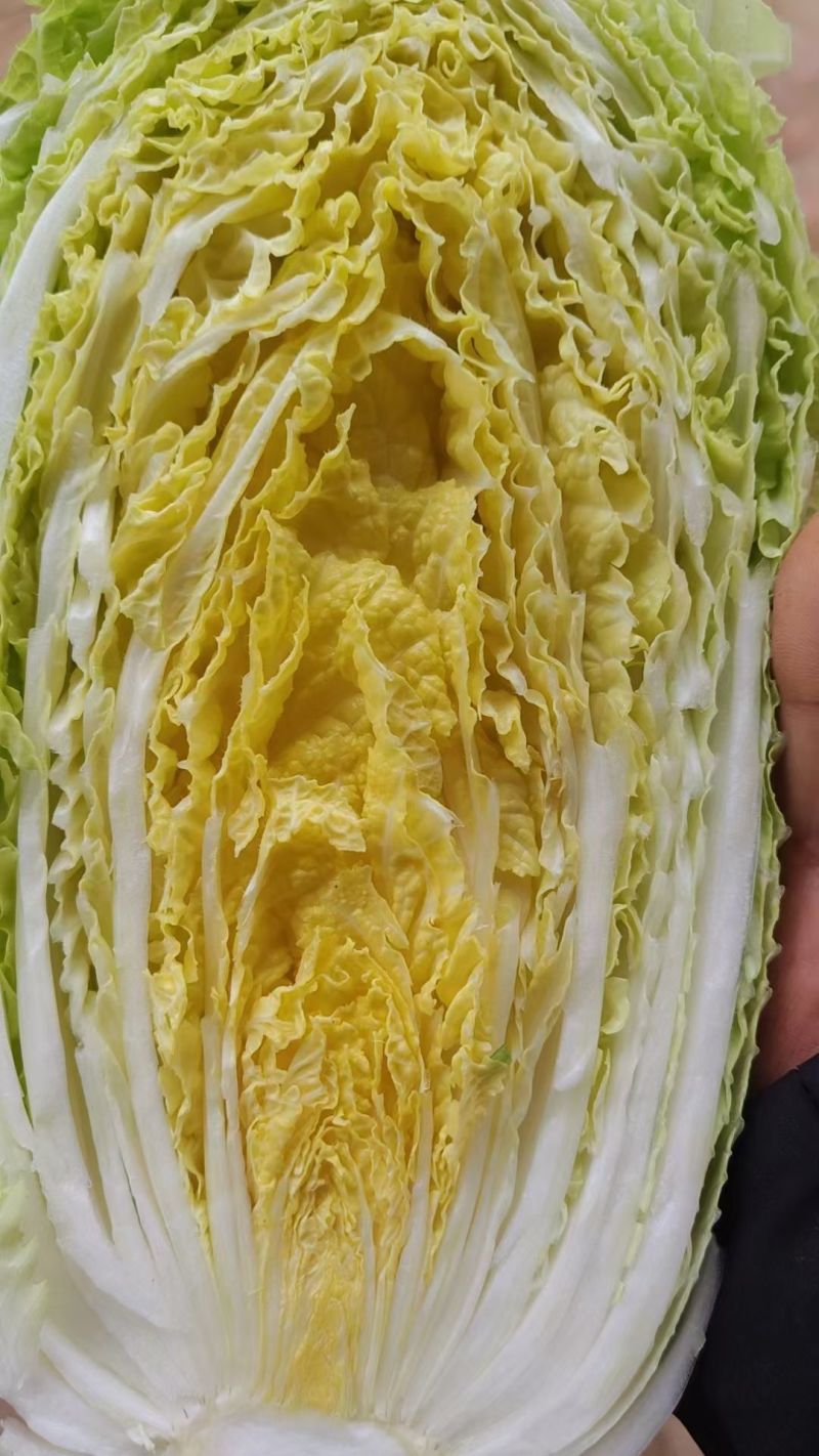 黄心白菜，无虫害4～8斤，保证质量欢迎各地客户