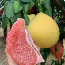 红心柚