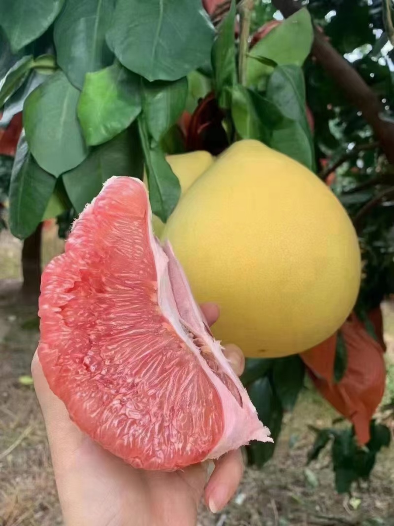 红心柚
