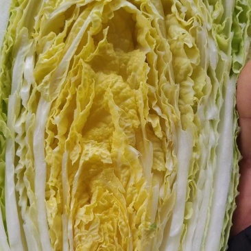 黄心白菜，无虫害4～8斤，保证质量欢迎各地客户