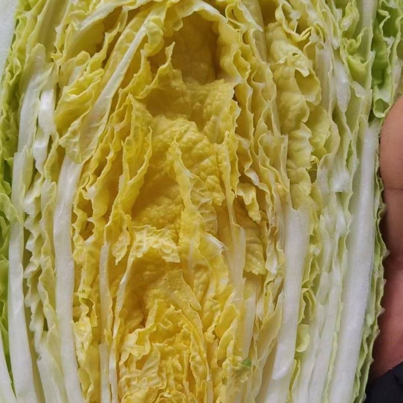 黄心白菜，无虫害4～8斤，保证质量欢迎各地客户