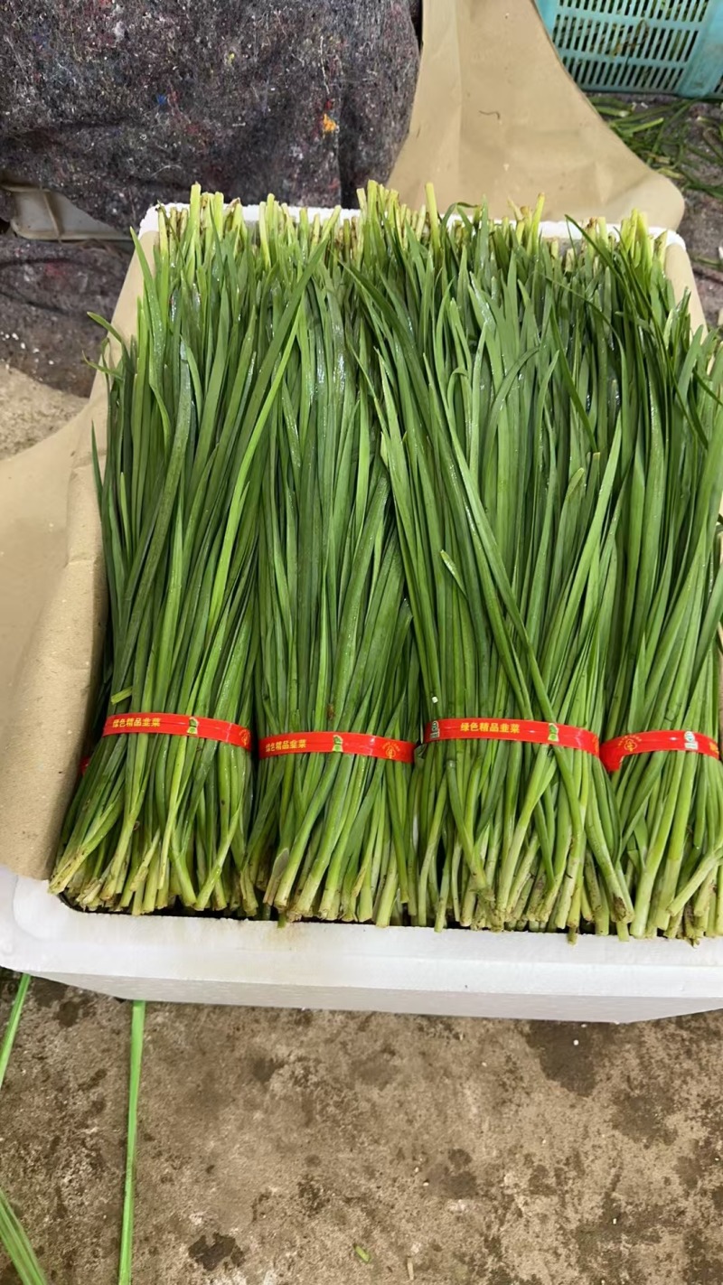 精品广东韭菜凌海精加工保质量包售后东西对得起价钱