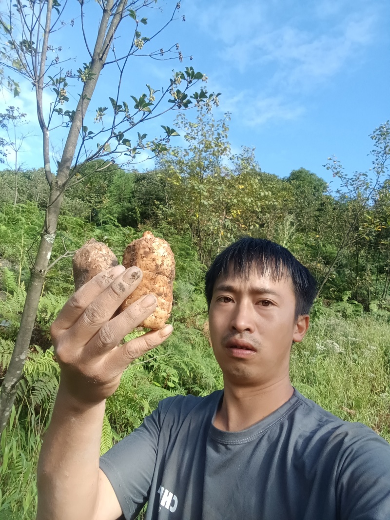 正宗云南小坝天麻大量有货欢迎联系