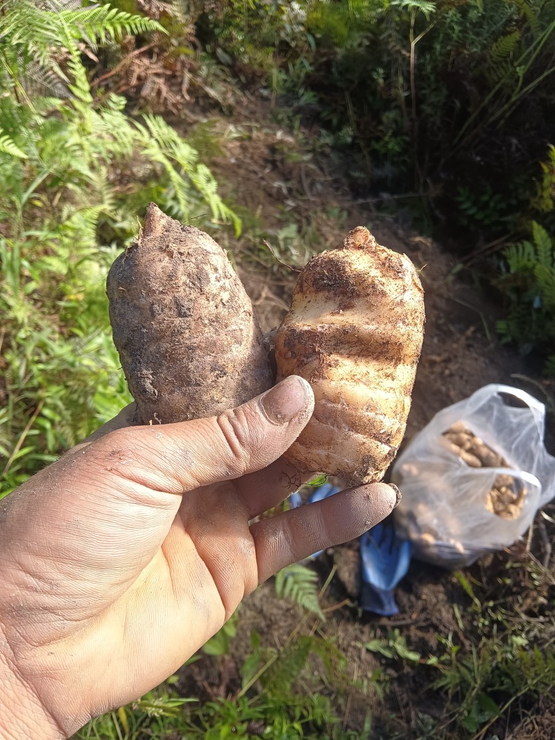 正宗云南小坝天麻大量有货欢迎联系