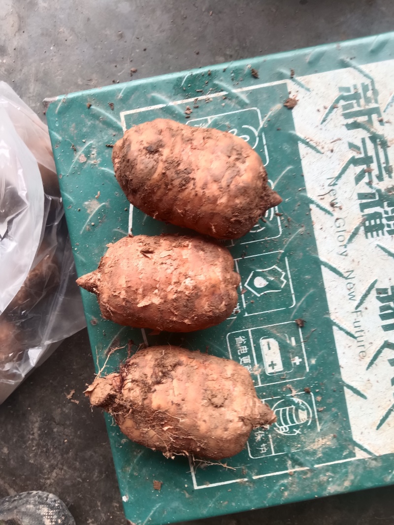 正宗云南小坝天麻大量有货欢迎联系