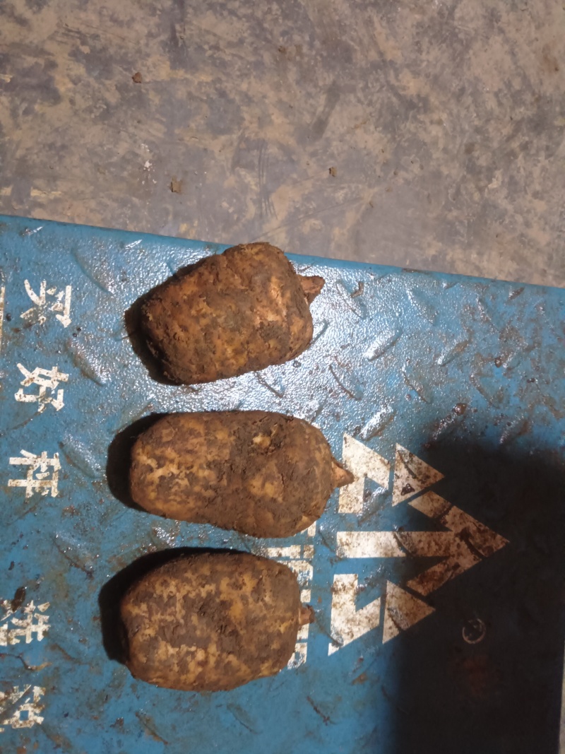 正宗云南小坝天麻大量有货欢迎联系