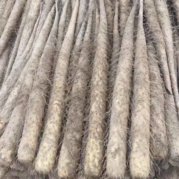 二路山药大量现货