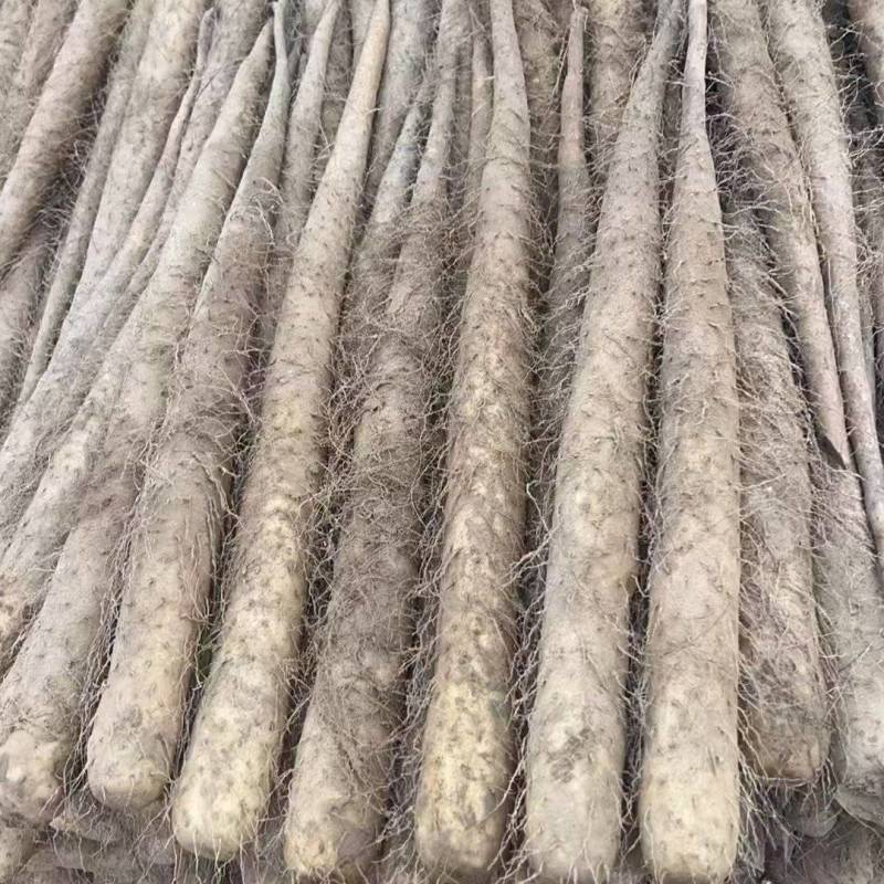 二路山药大量现货