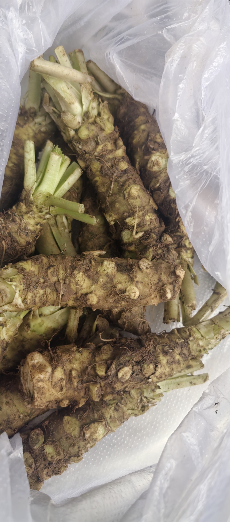 山葵现挖现发，保鲜保质，有需要的老板看过来