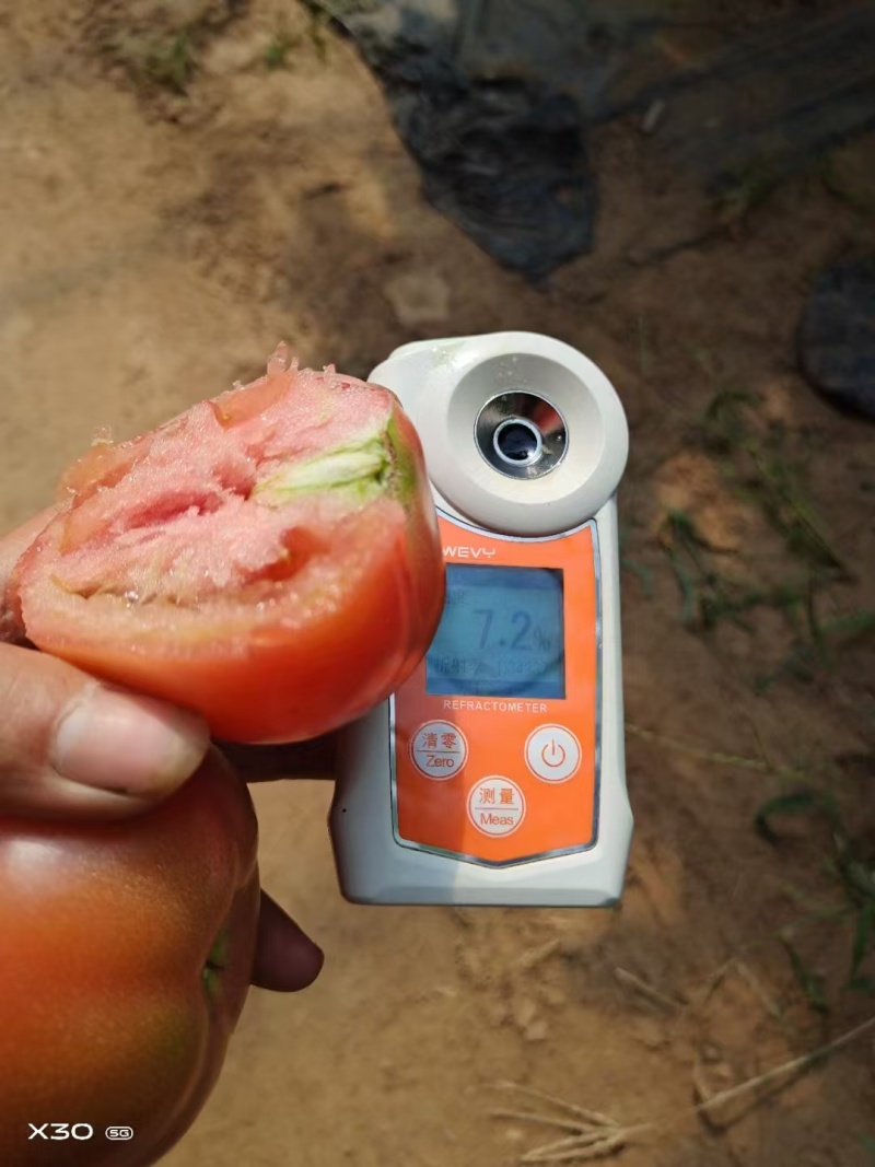 普罗旺斯水果西红柿河北暖棚西红柿沙田西红柿基地直发量大