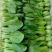 精品叶菜等等。等等，叶菜保质保量保新鲜永久合作