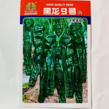 黑龙九号大黑皱皮椒种子高产抗病油黑发亮采收期长大田基