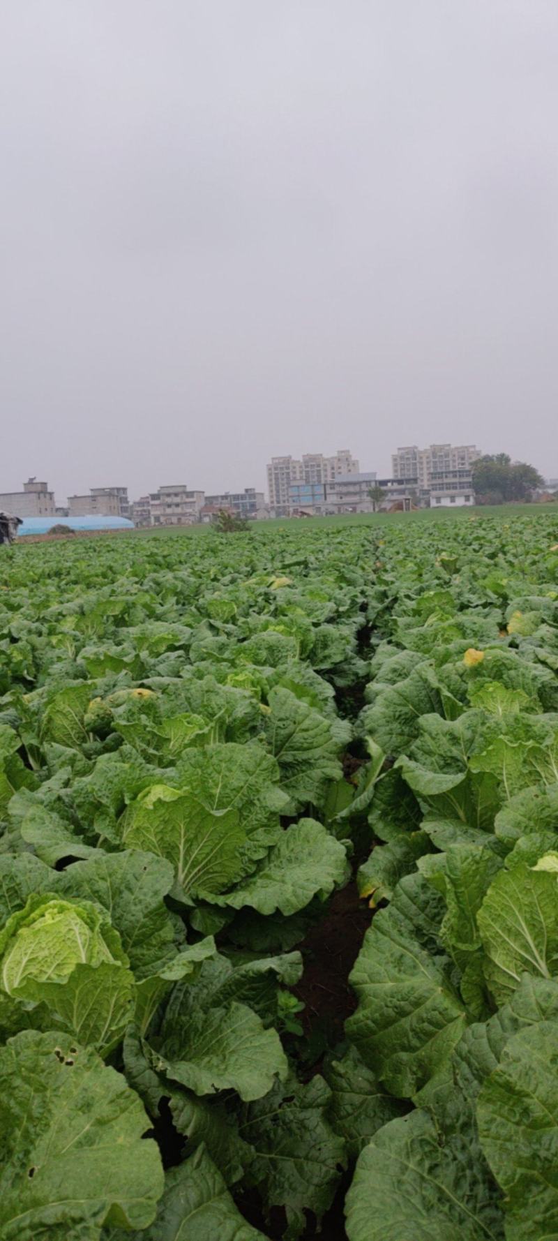 安徽精品黄心大白菜，基地现货直发，量大从优价格实惠
