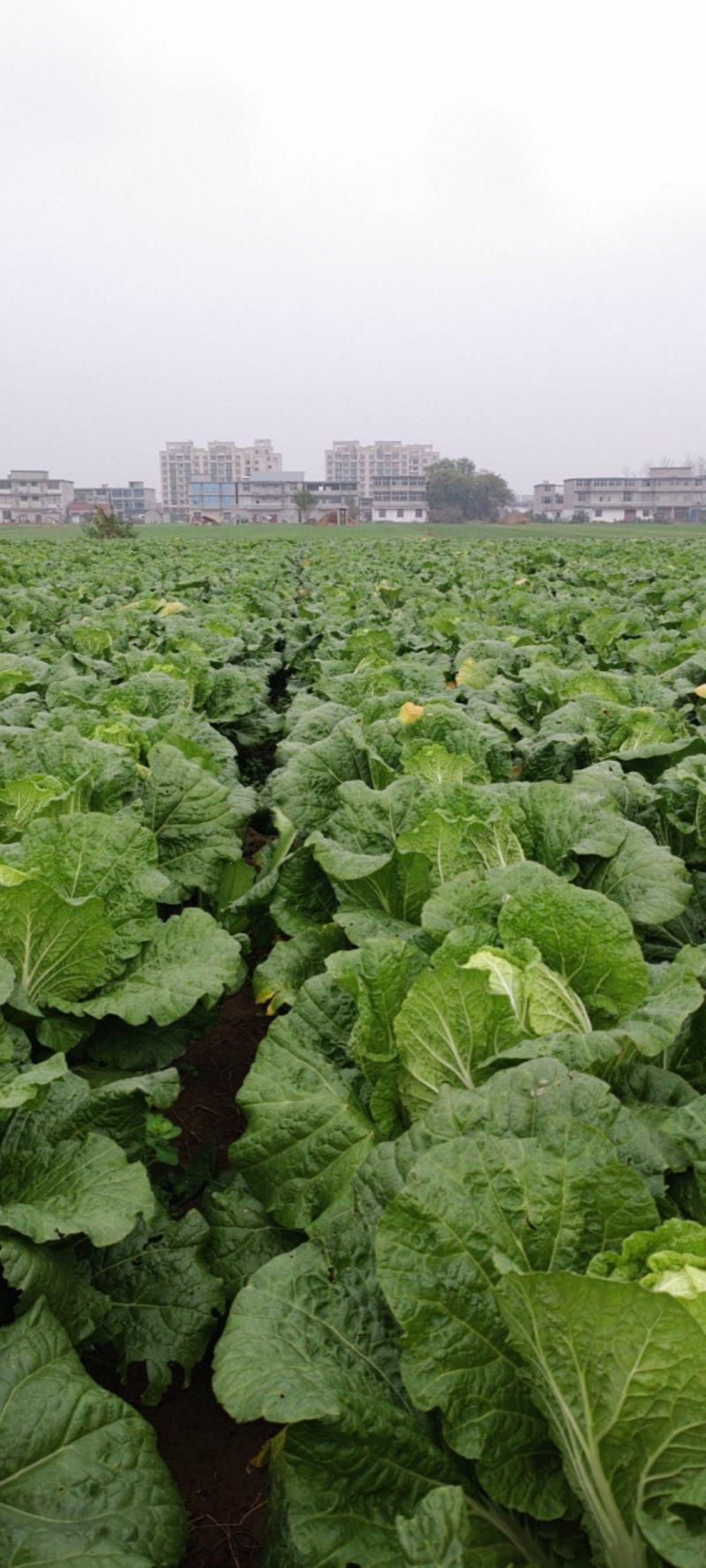 安徽精品黄心大白菜，基地现货直发，量大从优价格实惠