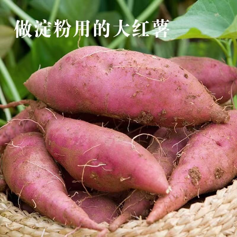 纯红薯淀粉货源充足，可加工粉条，诚信经营，欢迎客商来电