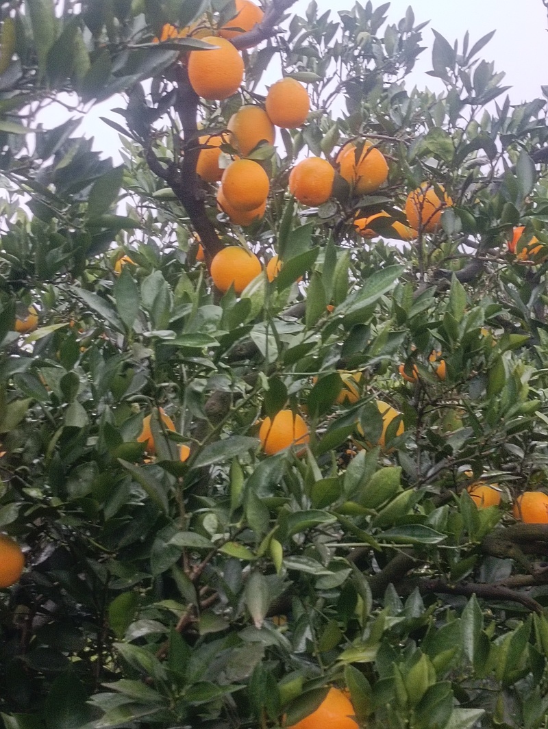 四川金堂脐橙，个头大香甜可口，大量有货，货源充足