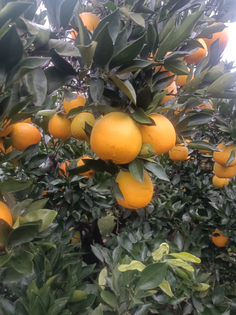 四川金堂脐橙，个头大香甜可口，大量有货，货源充足