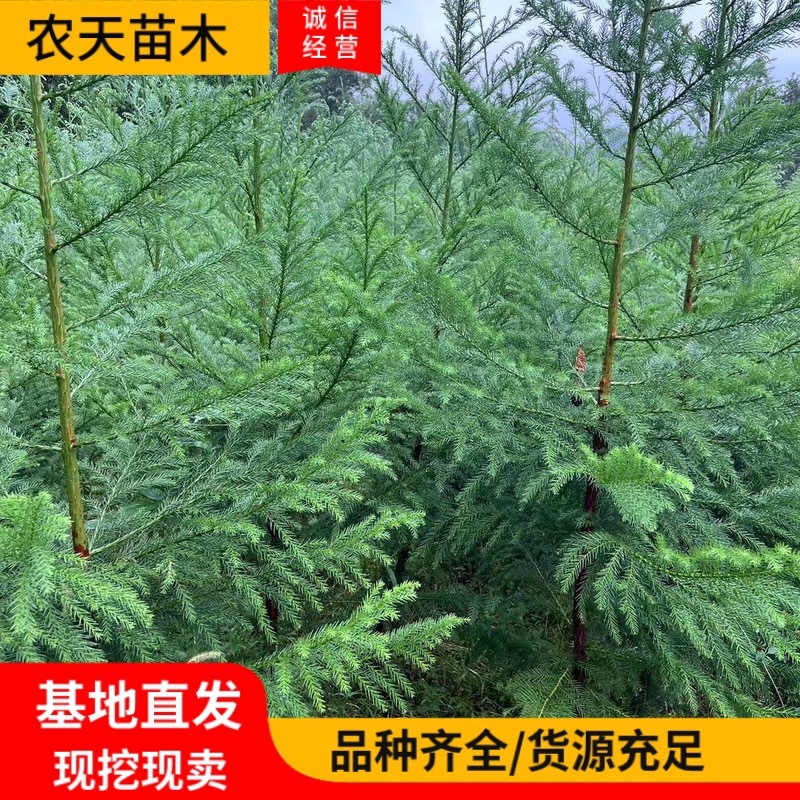 柳杉苗
