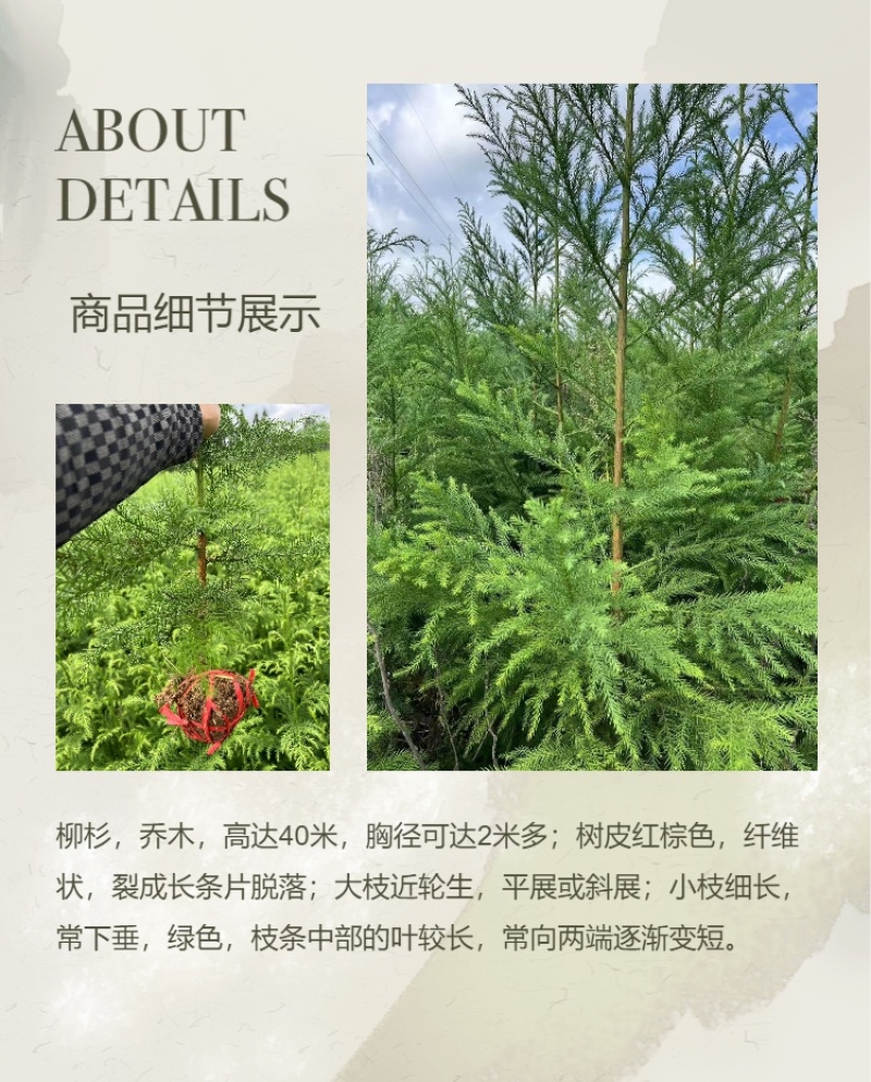 柳杉苗