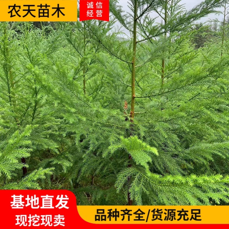 柳杉苗