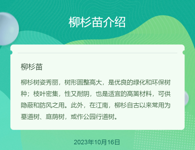 柳杉苗