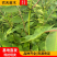 黄柏小苗规格齐全正宗川黄檗，大叶厚皮黄柏小苗，厚皮黄柏苗
