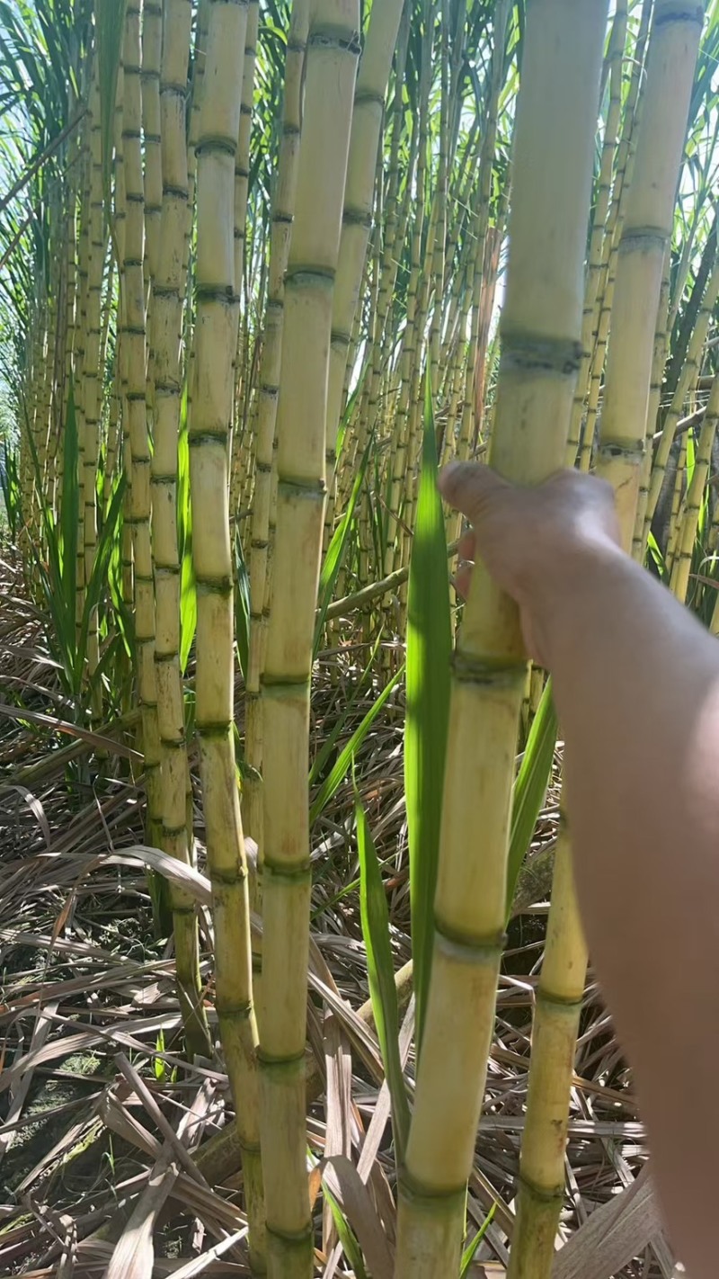 云南黄金甘蔗大量供应，产地直供价格合理