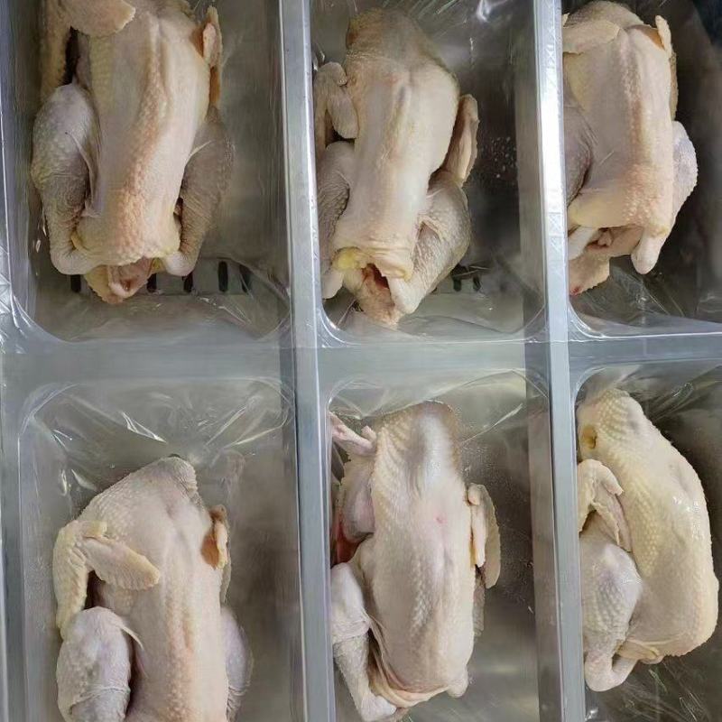 母鸡