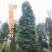四川原产地金丝楠木小叶桢