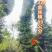 四川原产地金丝楠木小叶桢