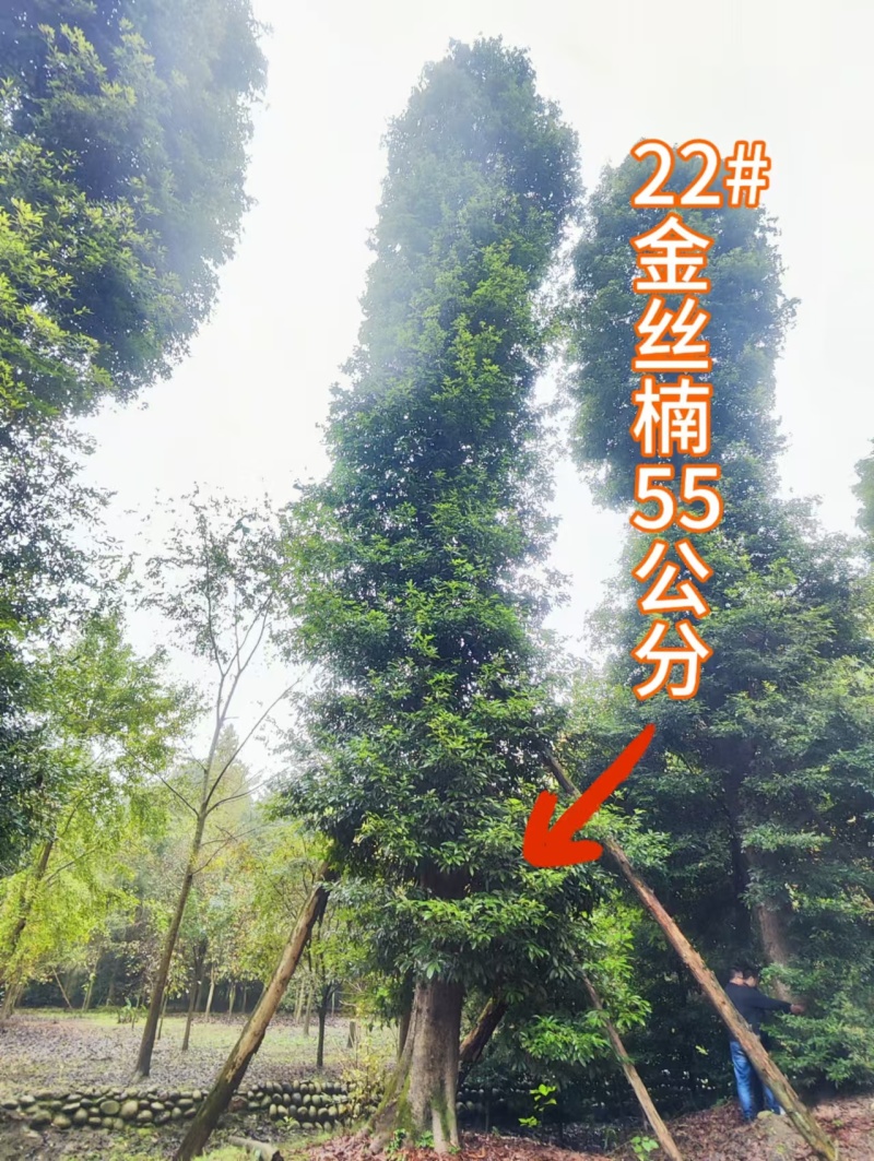 四川原产地金丝楠木小叶桢