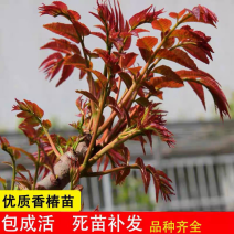 香椿苗红油香椿香椿小苗，椿芽苗，椿树